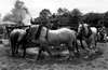 les chevaux